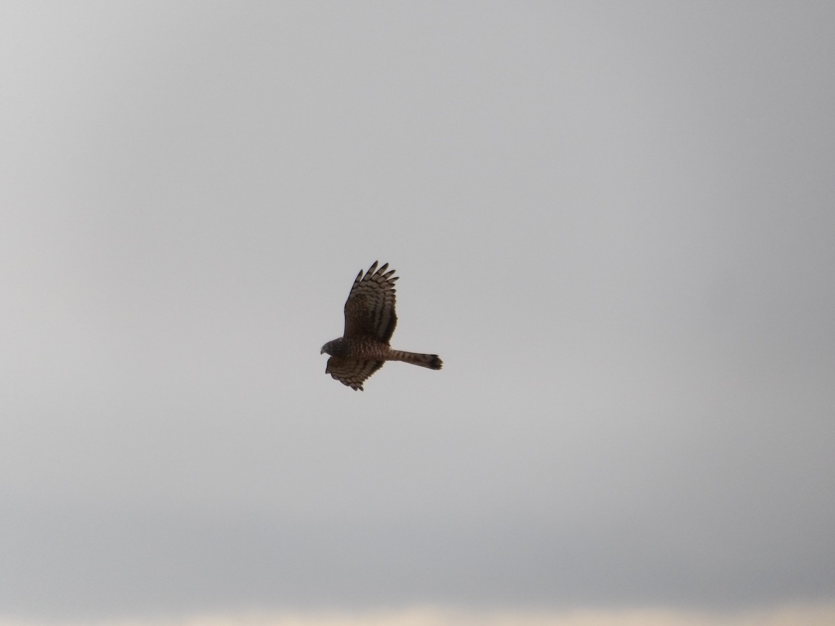 アンデスチュウヒ - ML644664731