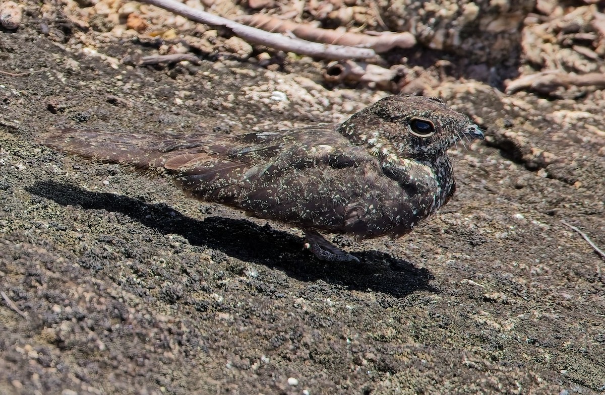 Pygmy Nightjar - ML644664732