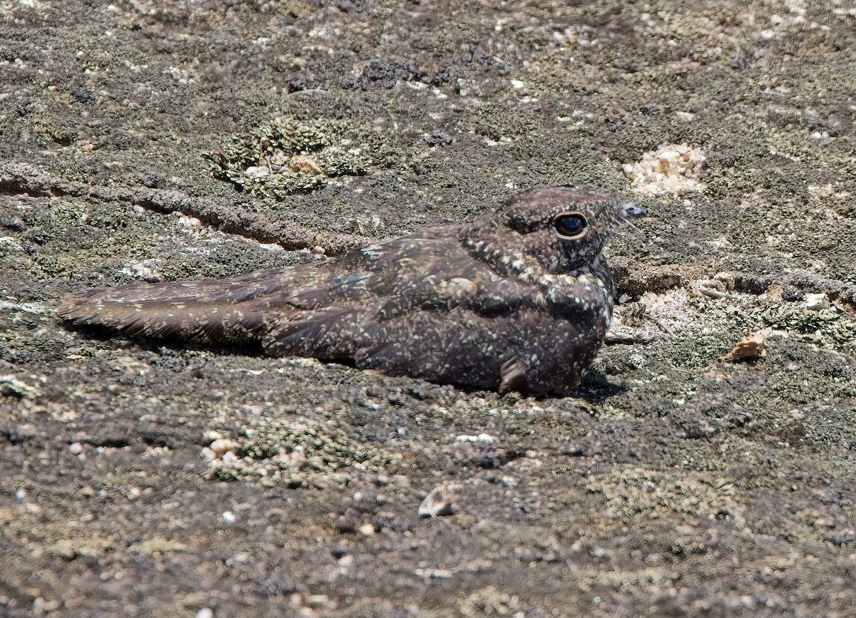 Pygmy Nightjar - ML644664734
