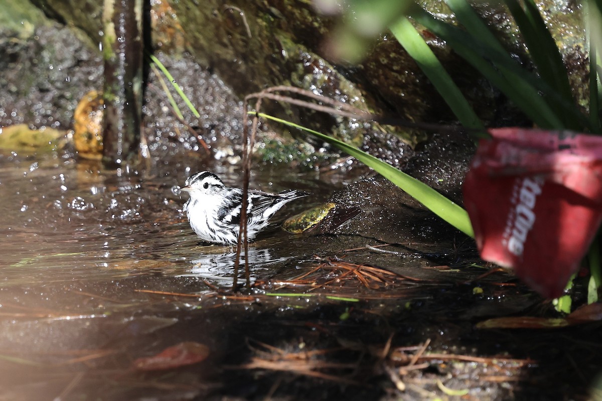 Black-and-white Warbler - ML644664735