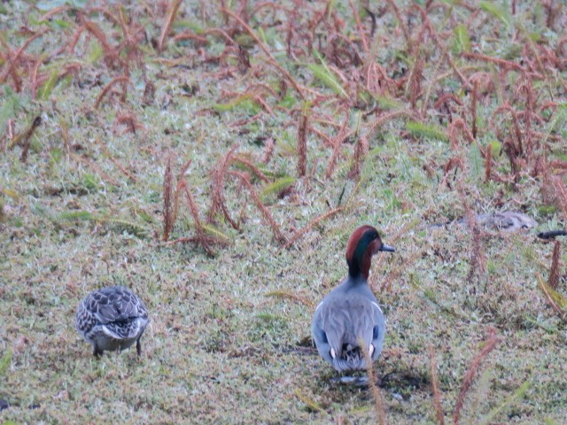 krikkand - ML644664737