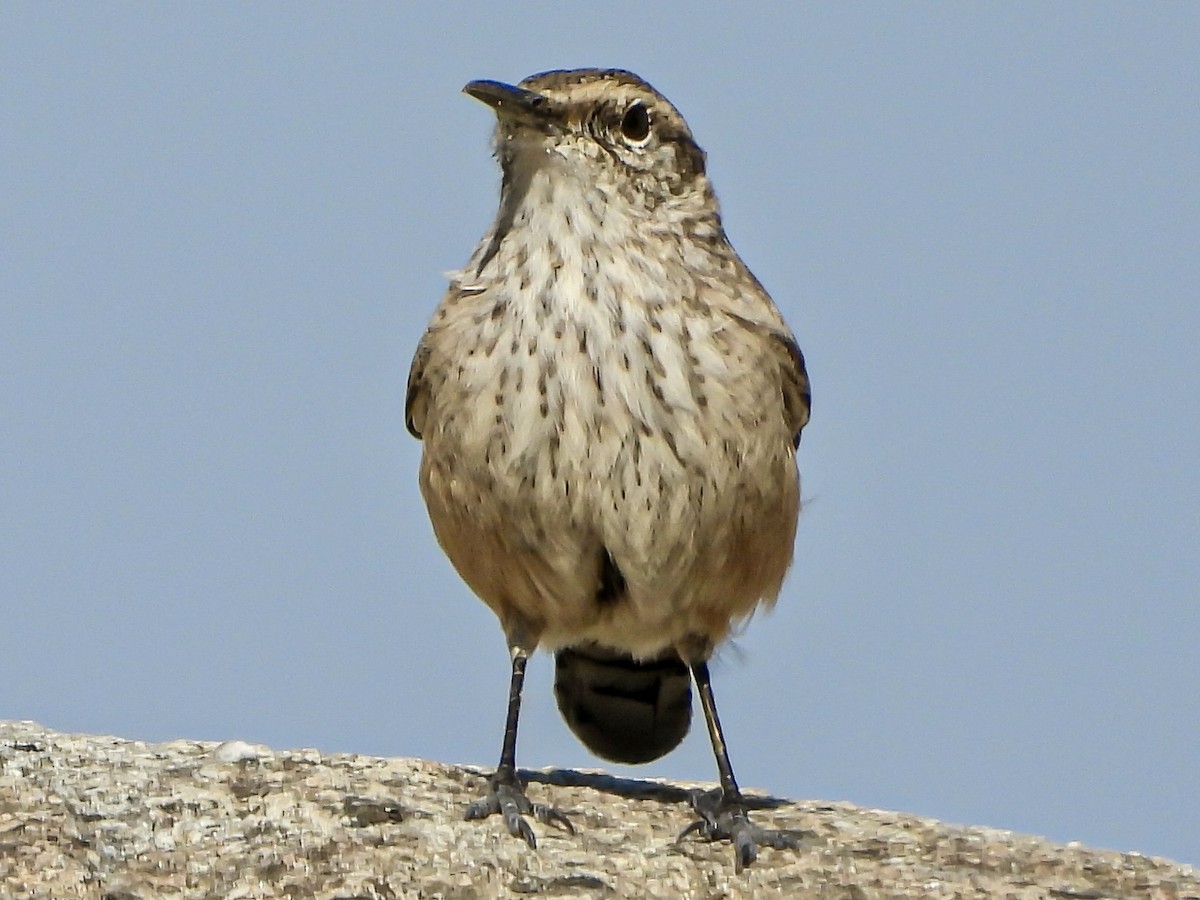 Rock Wren - ML644664748