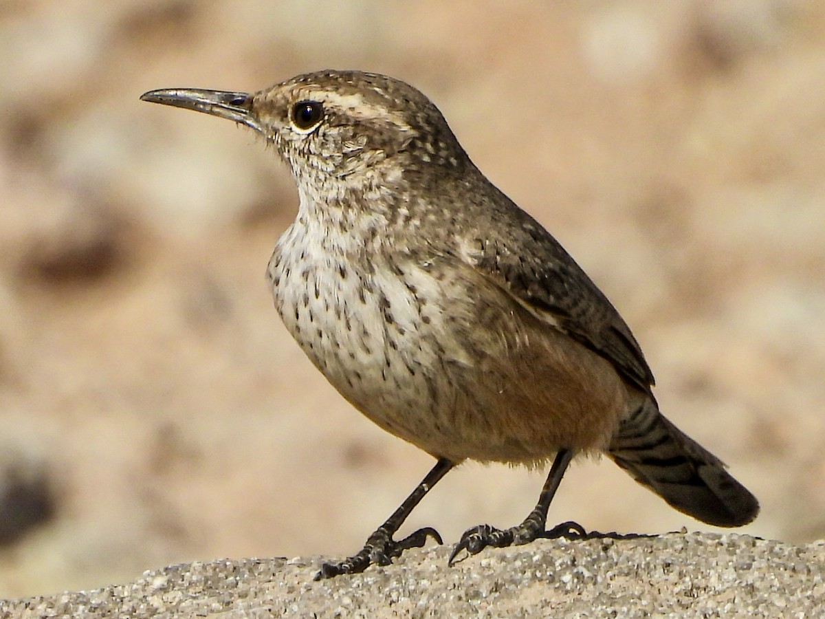 Rock Wren - ML644664749