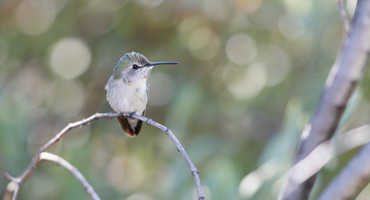 Costa's Hummingbird - ML644664755