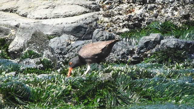 Ostrero Negro Americano - ML644664765