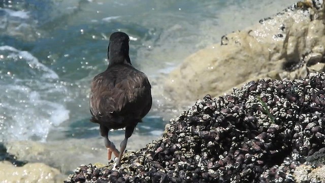 Ostrero Negro Americano - ML644664766
