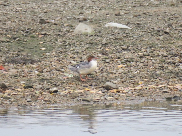 Büyük Tarakdiş - ML644664767