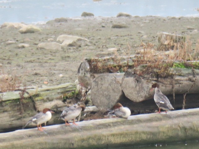 Büyük Tarakdiş - ML644664768