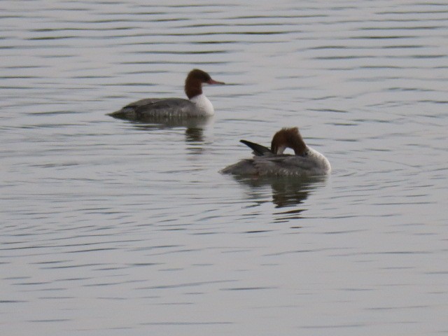 Büyük Tarakdiş - ML644664769