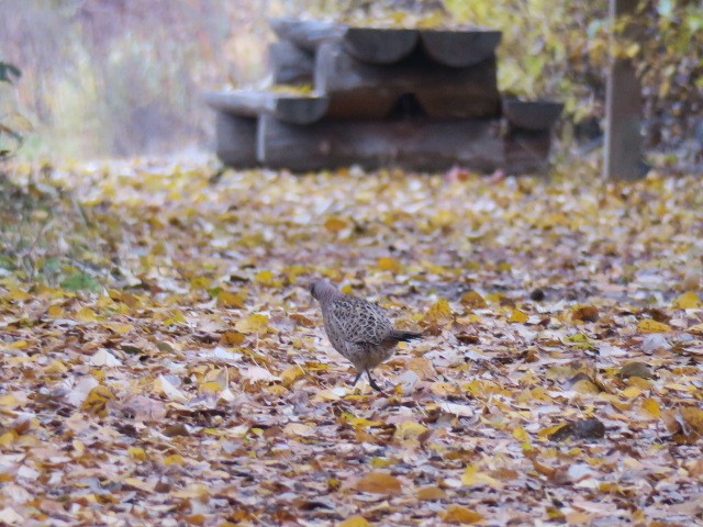 bažant obecný - ML644664773