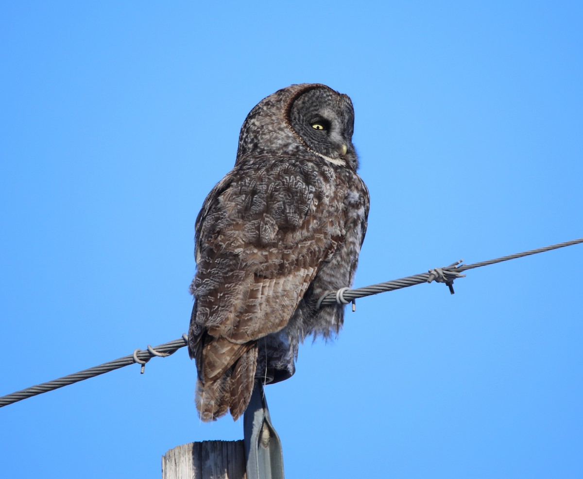 Great Gray Owl - ML644664774