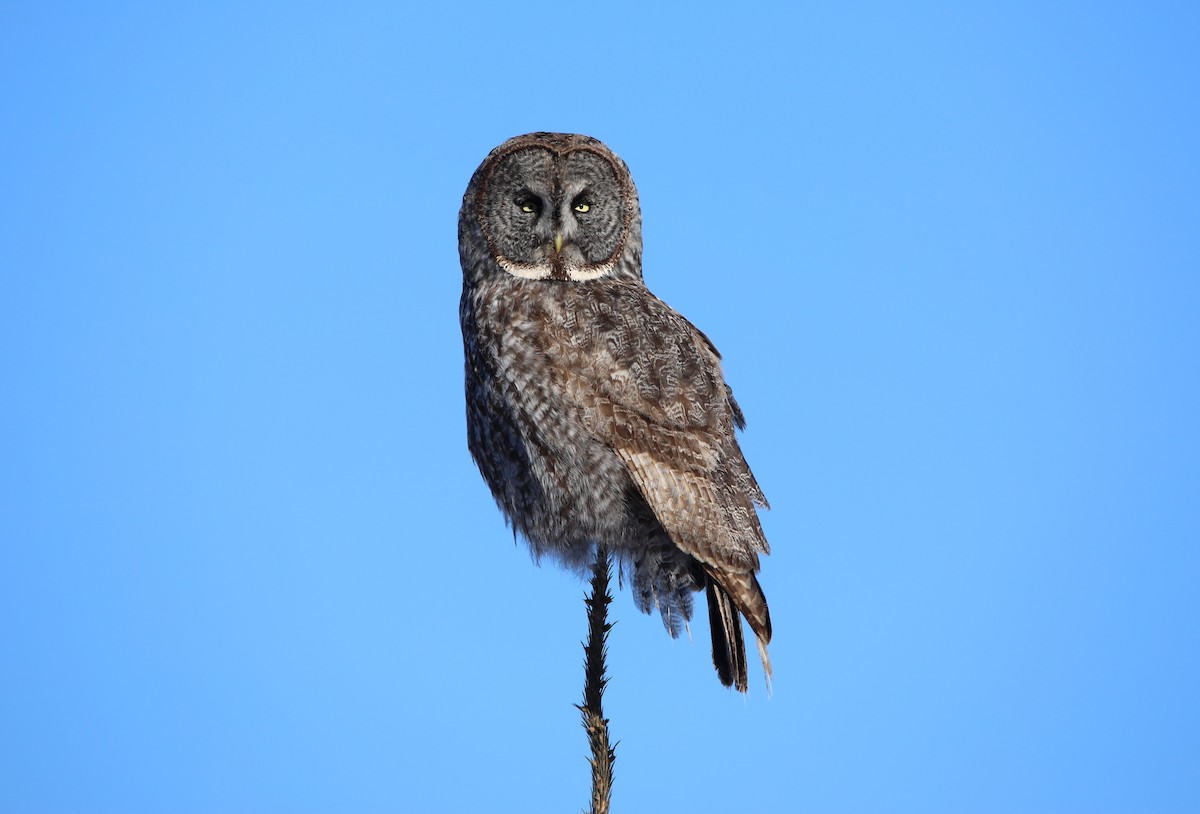 Great Gray Owl - ML644664775