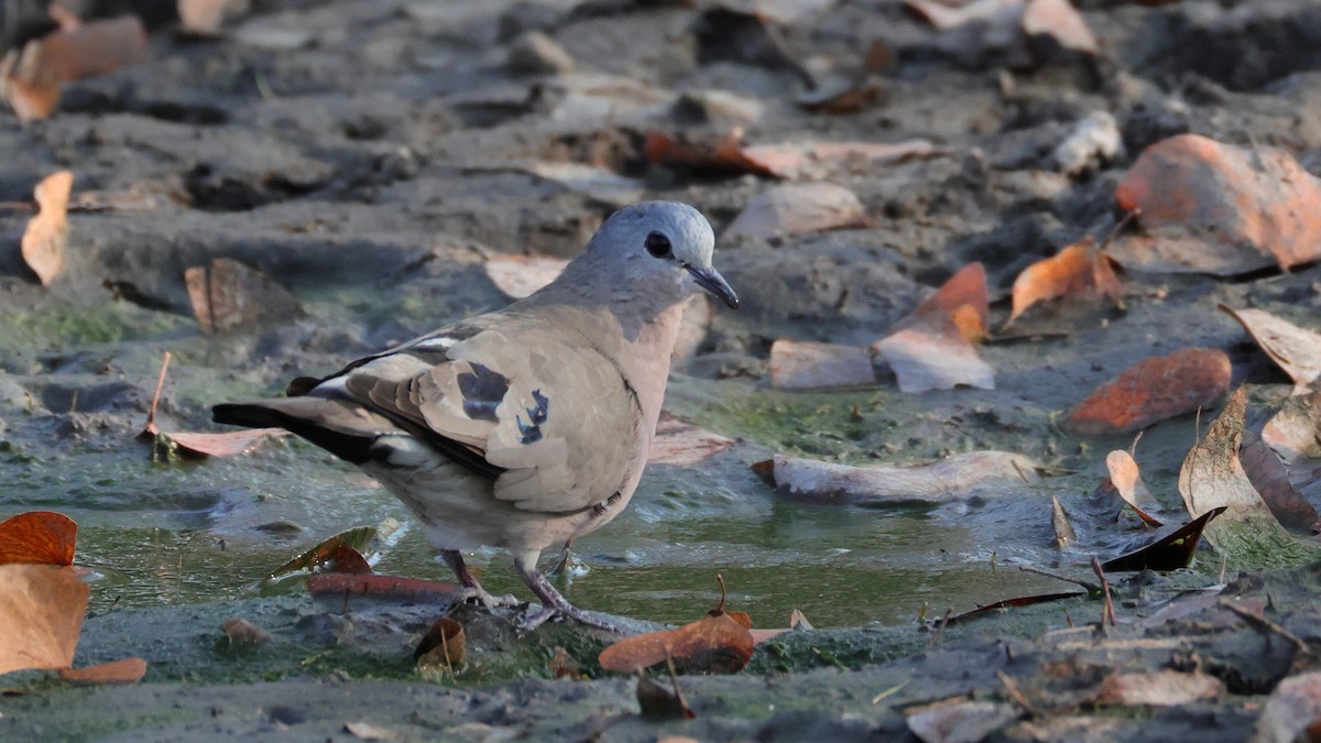 Bronzeflecktaube - ML644664776