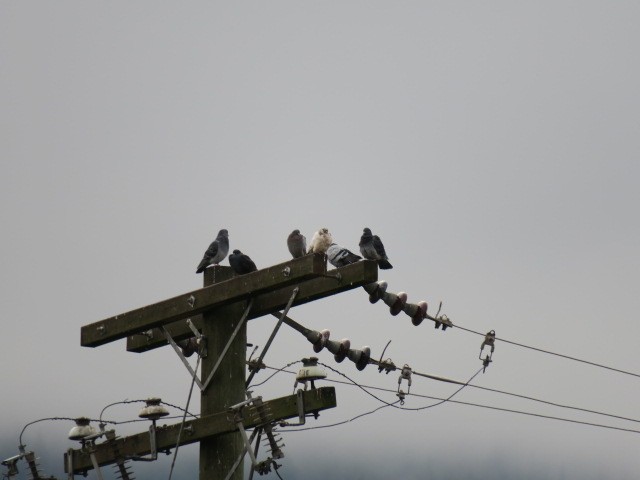 holub skalní (domácí) - ML644664781