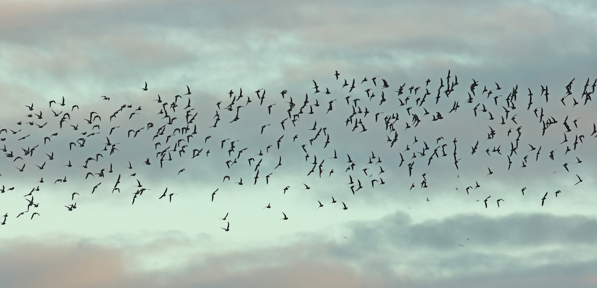 European Golden-Plover - ML644664787