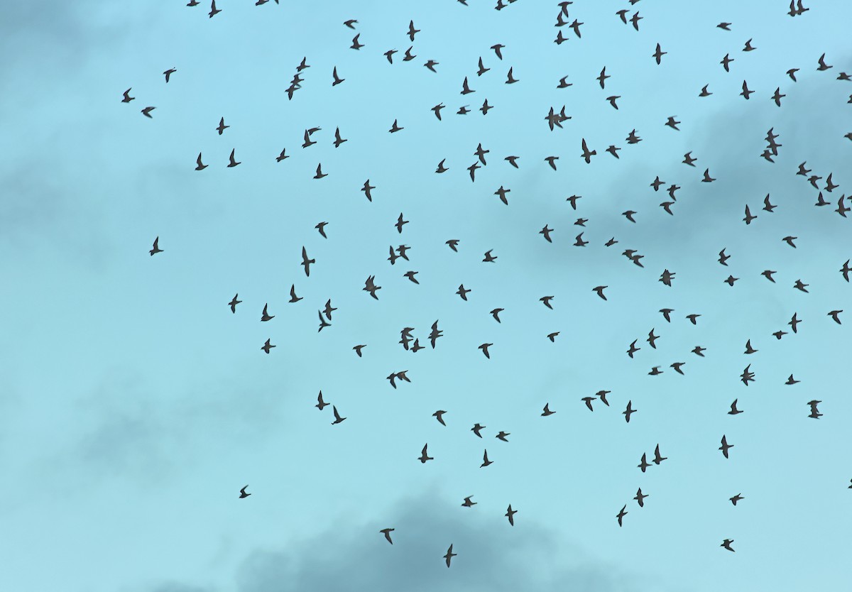 European Golden-Plover - ML644664788