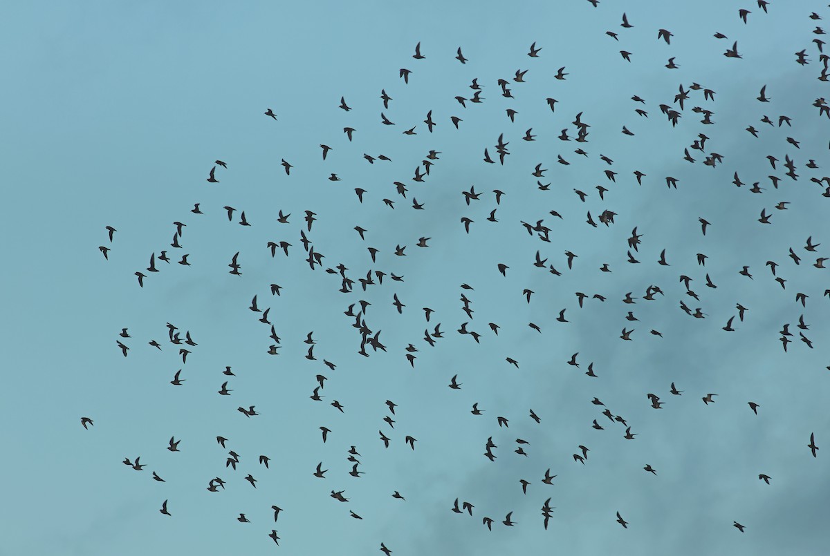 European Golden-Plover - ML644664789