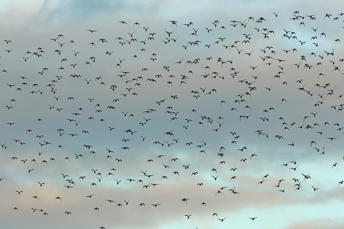 European Golden-Plover - ML644664790