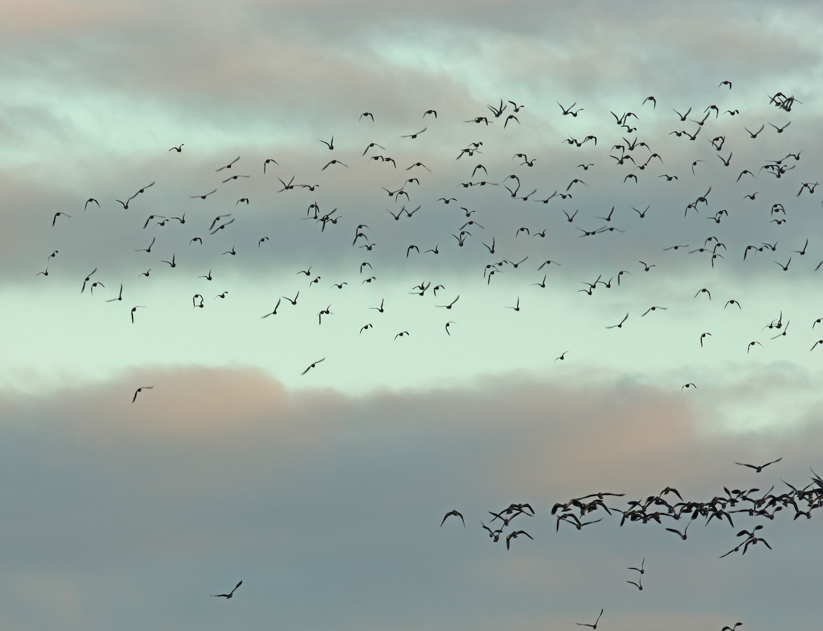 European Golden-Plover - ML644664791