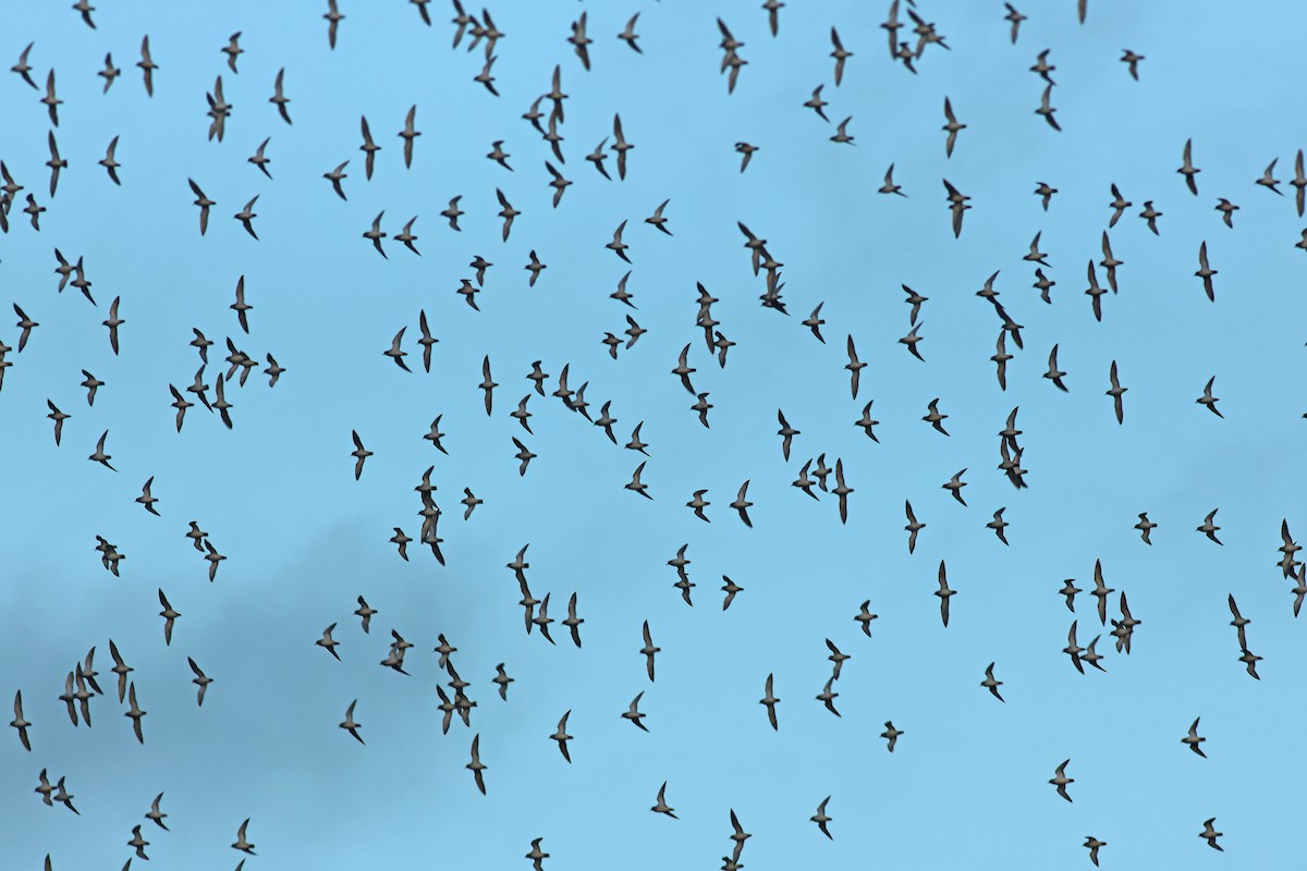 European Golden-Plover - ML644664792