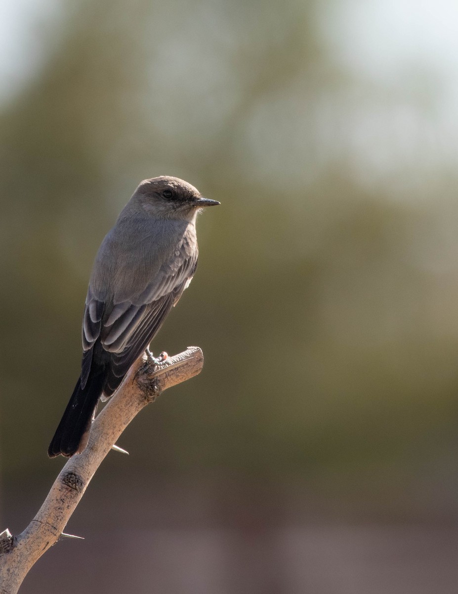 Say's Phoebe - ML644664800
