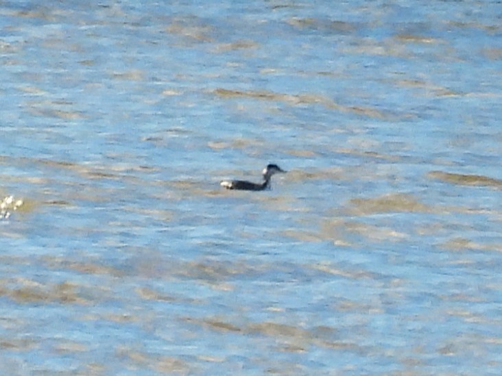 角鸊鷉 - ML644664811