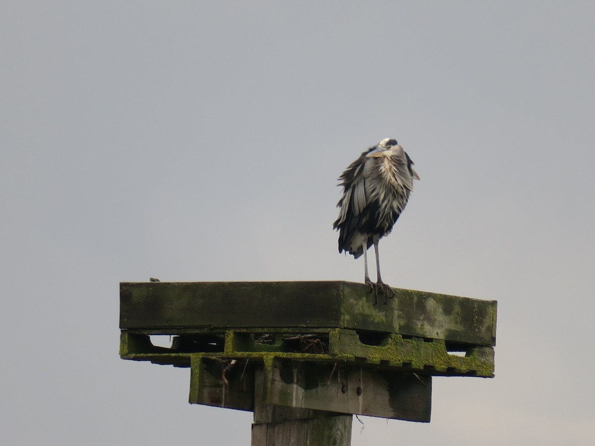 Amerika Gri Balıkçılı - ML644664812