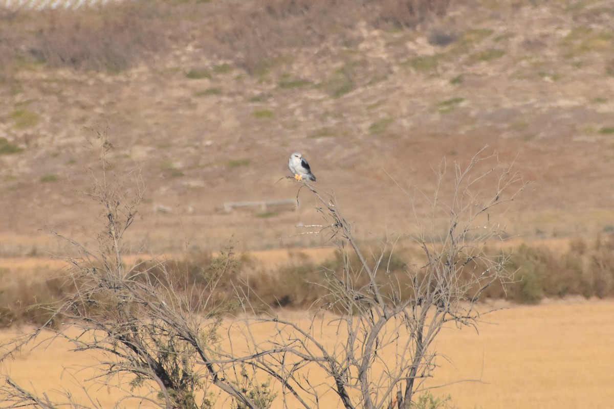 Black-winged Kite - ML644664822
