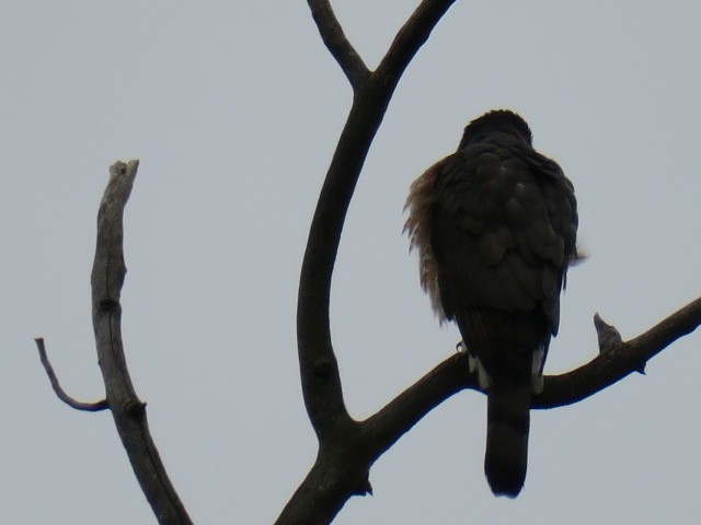 Cooper Atmacası - ML644664823