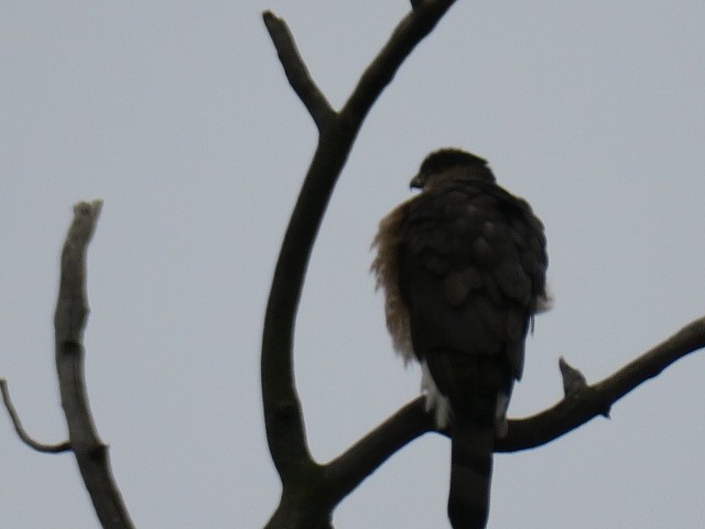 Cooper Atmacası - ML644664824