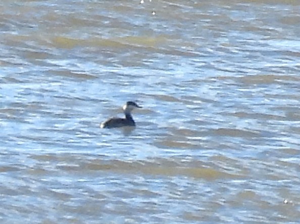 角鸊鷉 - ML644664827