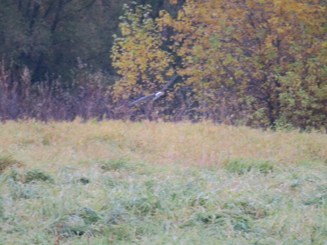 Amerika Delicesi - ML644664828