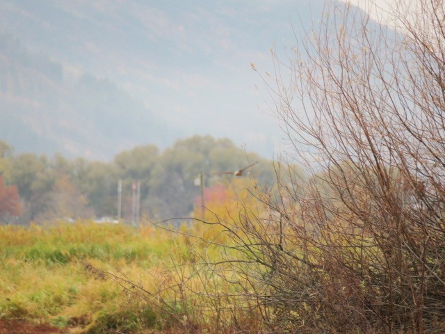 Amerika Delicesi - ML644664829