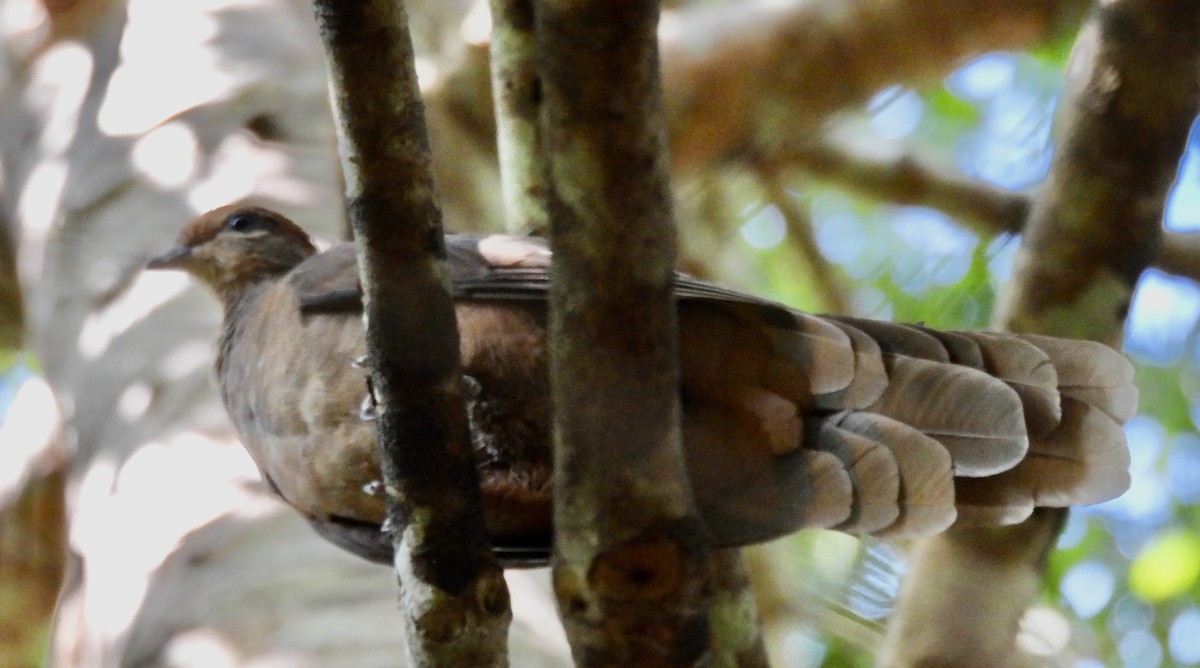 Brown Cuckoo-Dove - ML644664831