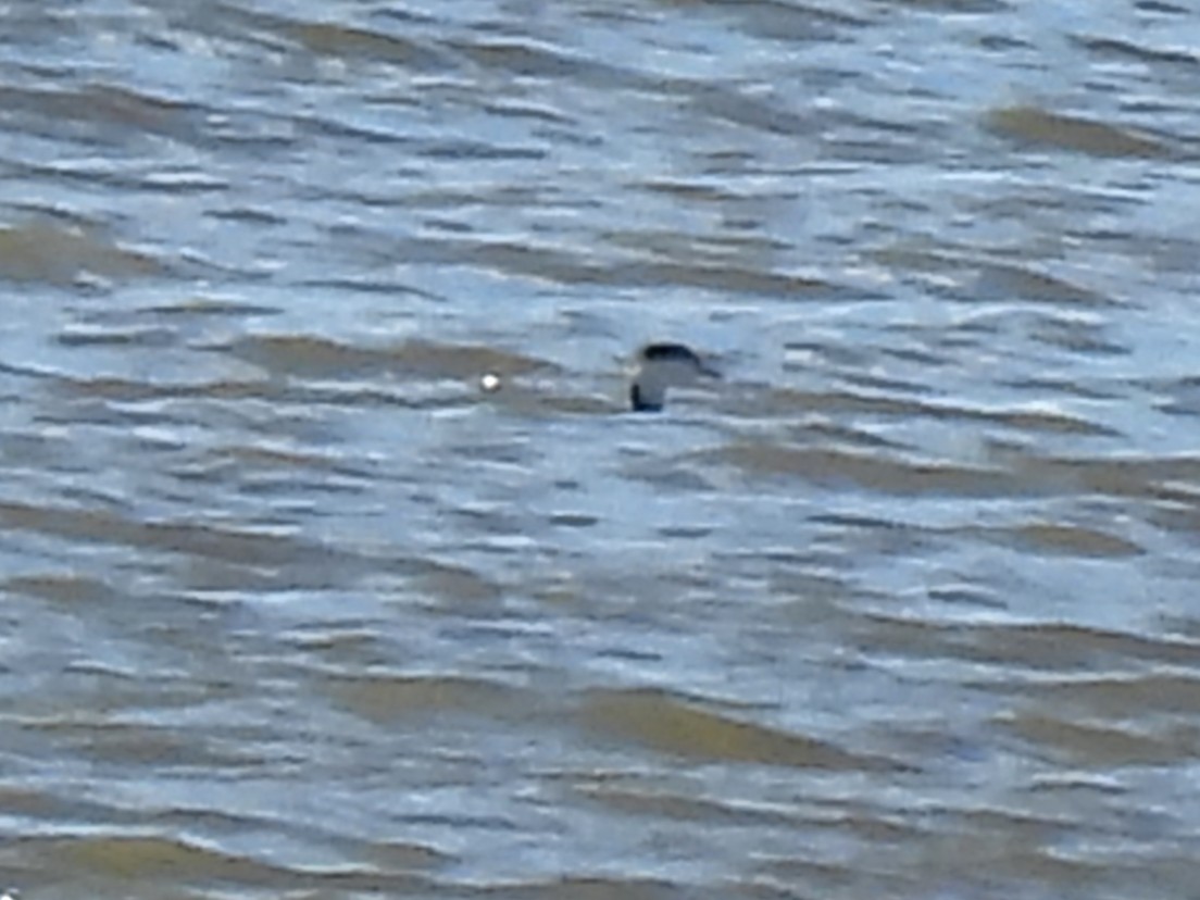 角鸊鷉 - ML644664832