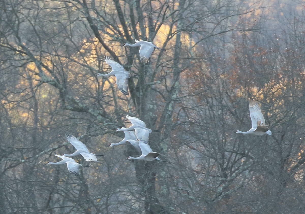 Sandhill Crane - ML644664845