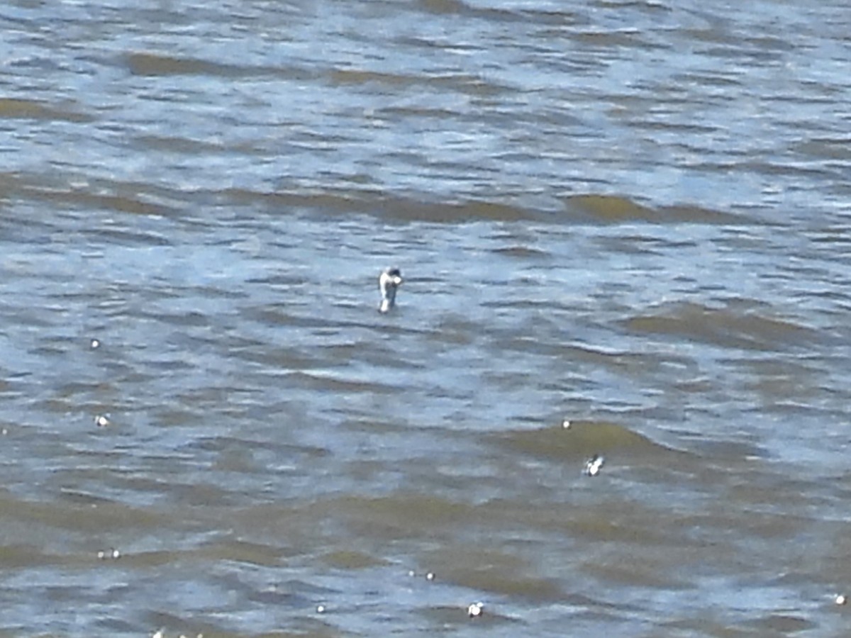 角鸊鷉 - ML644664846