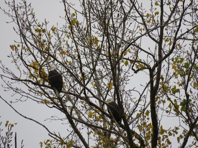 Ak Başlı Kartal - ML644664848