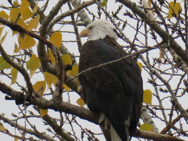 Ak Başlı Kartal - ML644664849