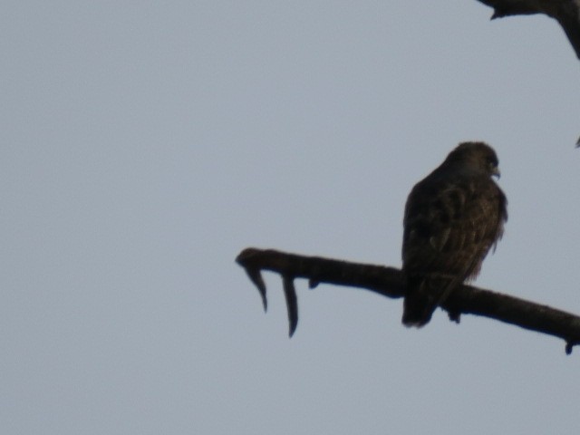 Kızıl Kuyruklu Şahin - ML644664861