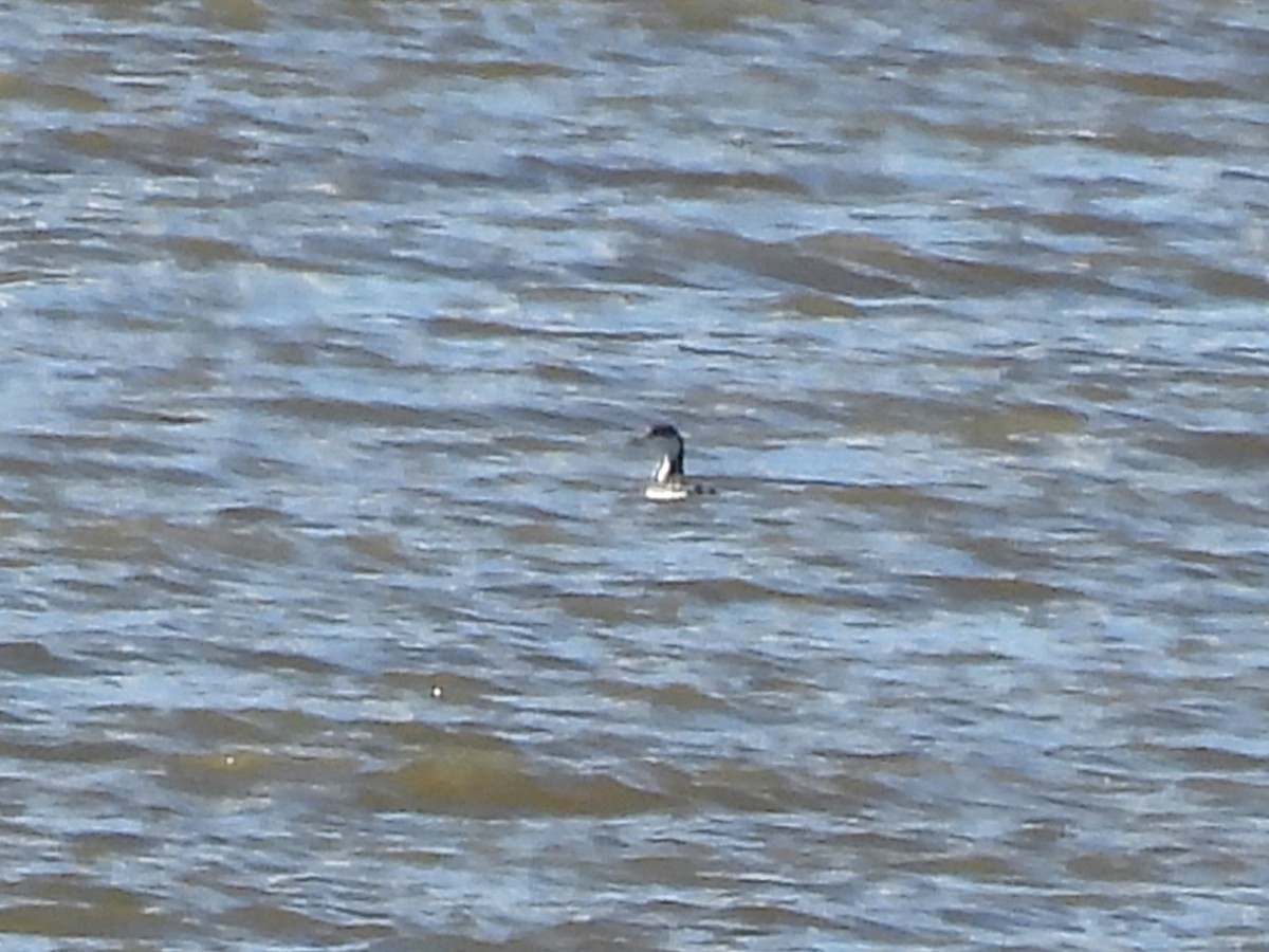 角鸊鷉 - ML644664864