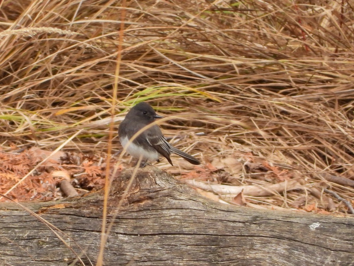 svartfibi - ML644664866