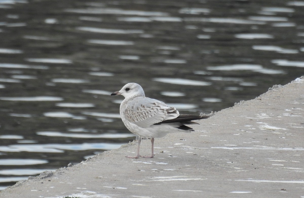 Common Gull - ML644664870