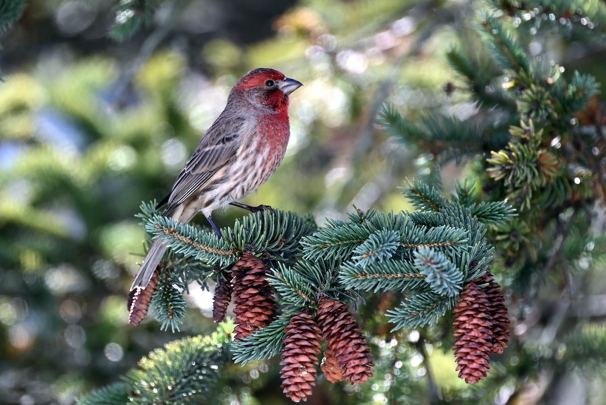 hýl rudoprsý - ML644664871