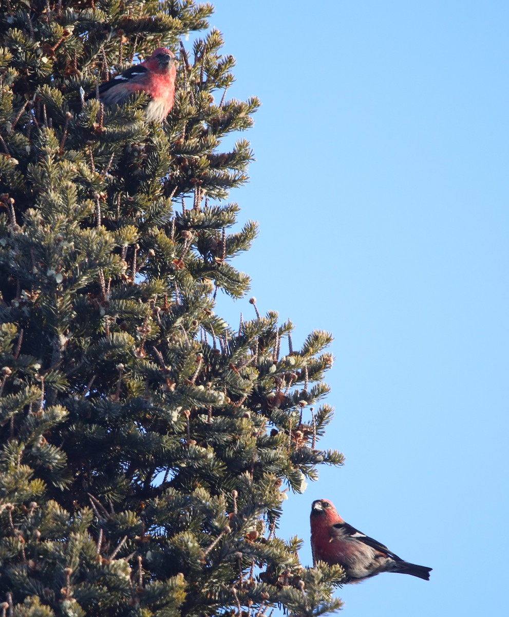 White-winged Crossbill - ML644664872