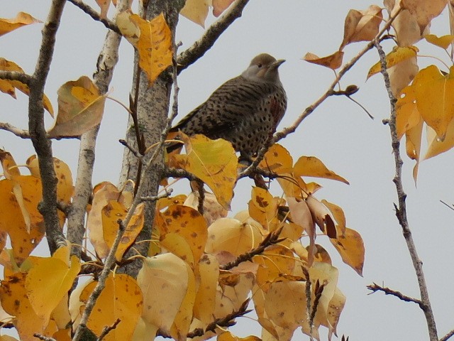Northern Flicker - ML644664873
