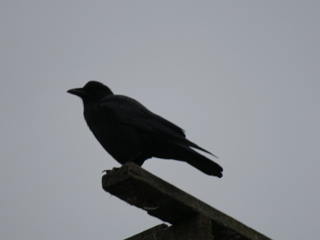 Amerika Kargası - ML644664874