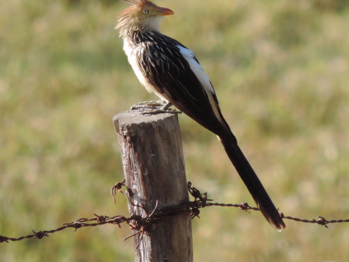 Guira Guguğu - ML644664875