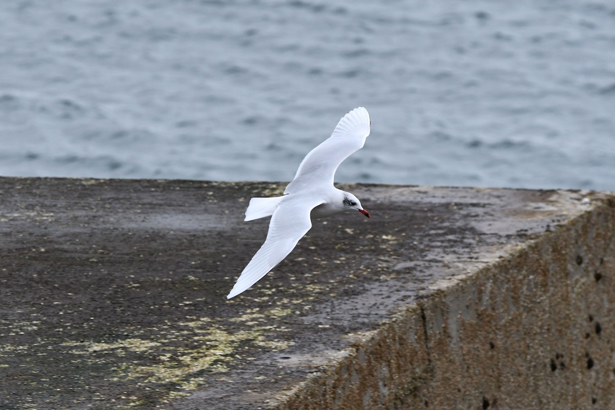 Mediterranean Gull - ML644664876