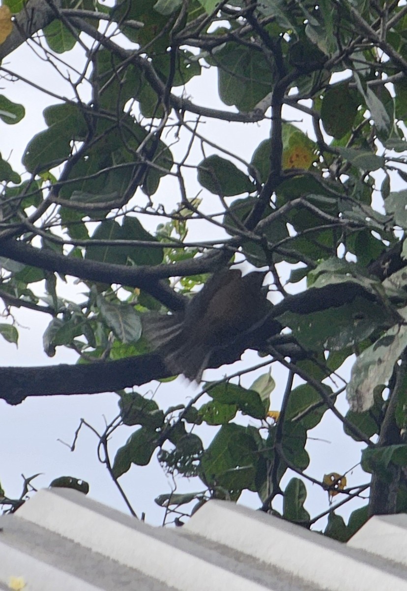 Merle fauve - ML644664879